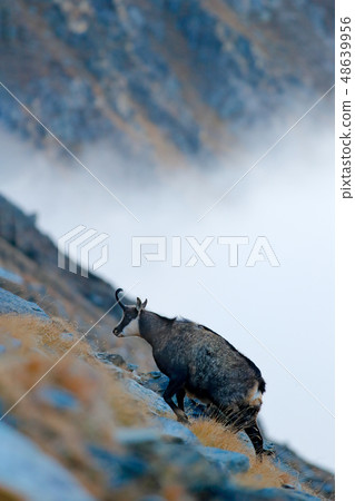 Chamois, Rupicapra rupicapra, on the rocky hill Chamois, Rupicapra rupicapra, on the rocky hill 48639956