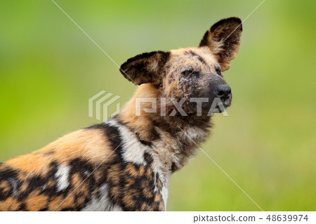 African wild dog, detail portrait with tip up ear 48639974