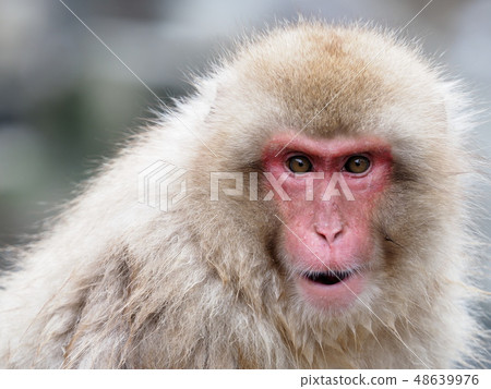 Monkey in Jigokudani Monkey in Jigokudani 48639976