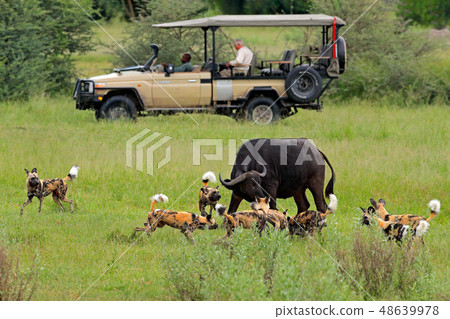 African safari, car with nature lovers. 48639978