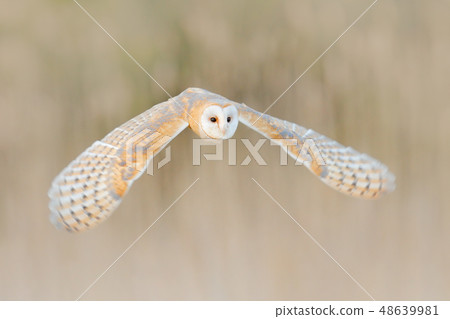 Barn Owl, Tyto alba, flight above the white grass 48639981