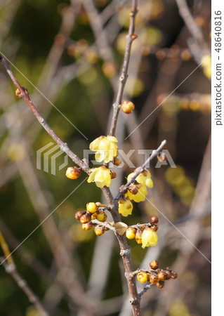 Rolling (yellow flower) Rolling (yellow flower) 48640816
