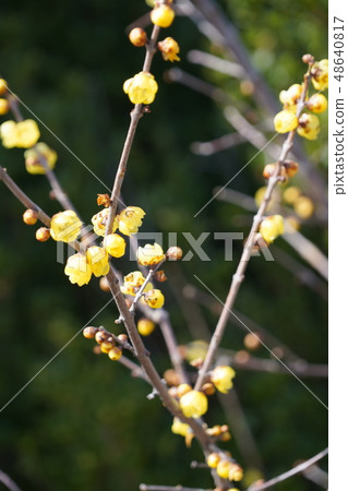 Rolling (yellow flower) Rolling (yellow flower) 48640817