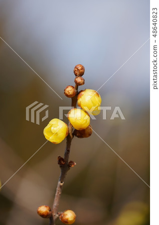 Rolling (yellow flower) Rolling (yellow flower) 48640823