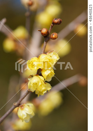 Rolling (yellow flower) 48640825
