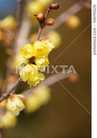 Rolling (yellow flower) Rolling (yellow flower) 48640826