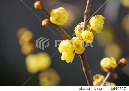 Rolling (yellow flower) Rolling (yellow flower) 48640827