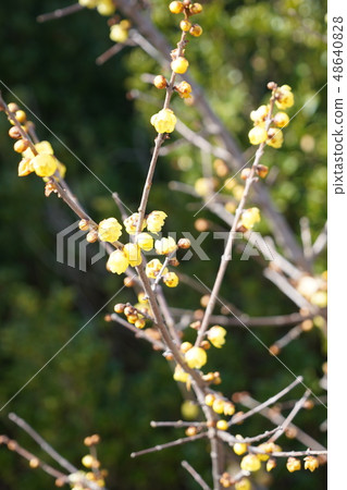 Rolling (yellow flower) Rolling (yellow flower) 48640828