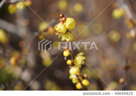 Rolling (yellow flower) Rolling (yellow flower) 48640829