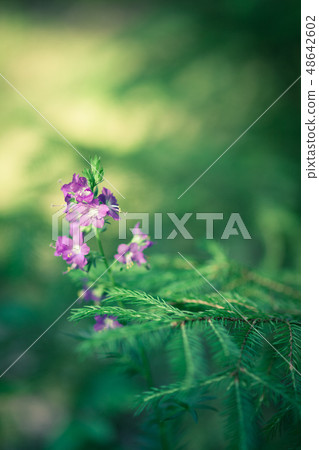 Beautiful flower and spruce branch 48642602
