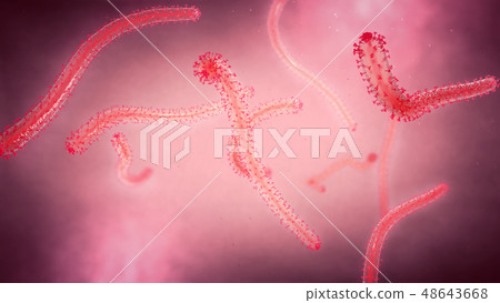 Close view on few twisting ebola fever pathogens 48643668