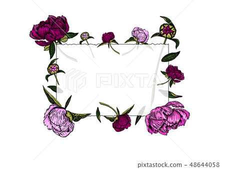 Colorful pink peony flowers frame, hand drawn. 48644058