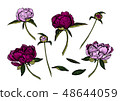 Pink, magenta peony flowers, hand drawn. 48644059