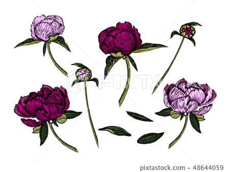 Pink, magenta peony flowers, hand drawn. 48644059