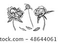 Peony flowers, hand drawn in black and white. 48644061