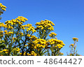 Tansy, Tanacetum vulgar wild yellow flowers 48644427