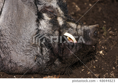 Thick boar sleeping in the mud. Dirty pig resting Thick boar sleeping in the mud. Dirty pig resting 48644823