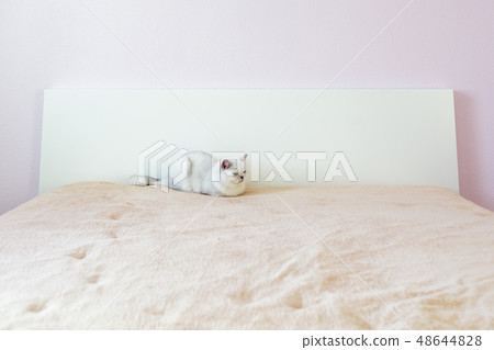 British cat sitting on a bed in a light room British cat sitting on a bed in a light room 48644828