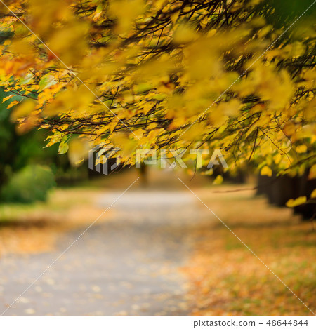 Yellow leaves on the branches in a park. 48644844