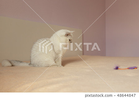British cat sitting on a bed British cat sitting on a bed 48644847