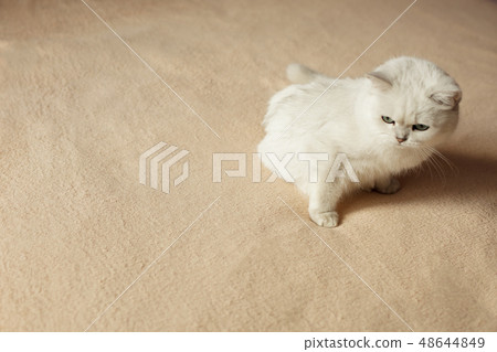 British silver colored cat sitting on a bed British silver colored cat sitting on a bed 48644849