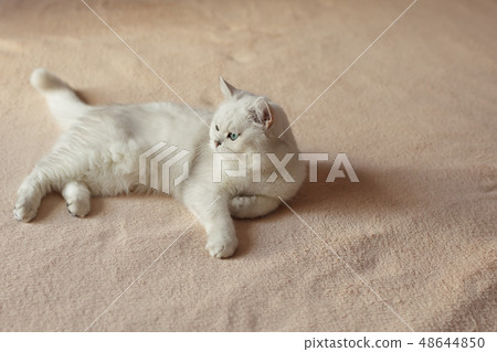 British silver colored cat lying on the bed British silver colored cat lying on the bed 48644850