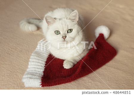 British cat sitting on a bed with red cap British cat sitting on a bed with red cap 48644851