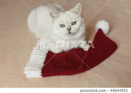 British cat sitting on a bed with red cap British cat sitting on a bed with red cap 48644852