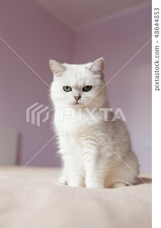 British silver colored cat sitting on a bed British silver colored cat sitting on a bed 48644853