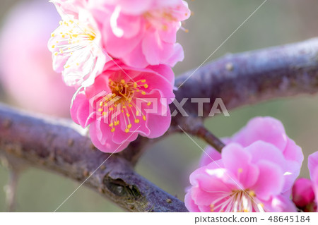 鈴鹿no森花園1563 鈴鹿no森花園1563 48645184