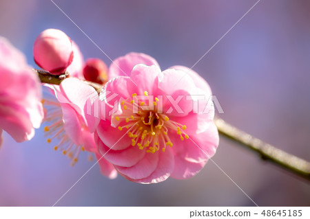 鈴鹿no森花園1554 鈴鹿no森花園1554 48645185