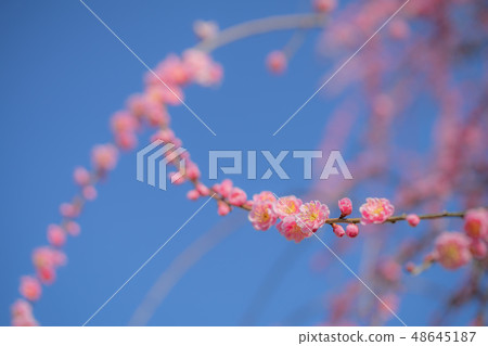 鈴鹿no森花園1545 鈴鹿no森花園1545 48645187
