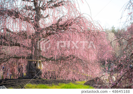 鈴鹿no森花園1542 鈴鹿no森花園1542 48645188