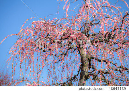 鈴鹿no森花園1539 鈴鹿no森花園1539 48645189