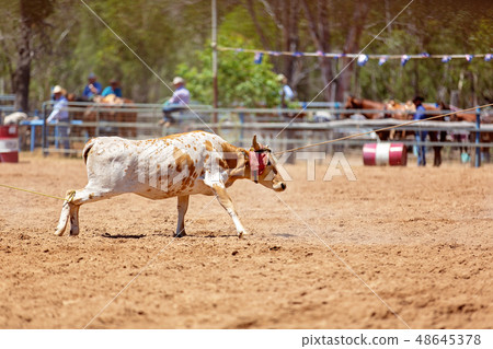 Lassoing A Calf - Team Calf Roping Competition At 48645378