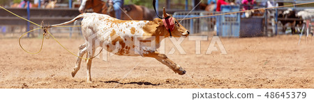 Lassoing A Calf - Team Calf Roping Competition At 48645379