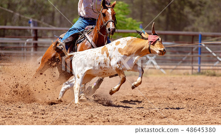 Lassoing A Calf - Team Calf Roping Competition At Lassoing A Calf - Team Calf Roping Competition At 48645380