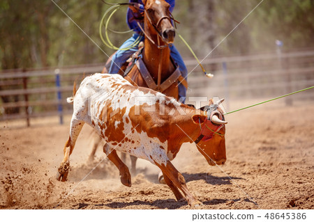 Lassoing A Calf - Team Calf Roping Competition At 48645386