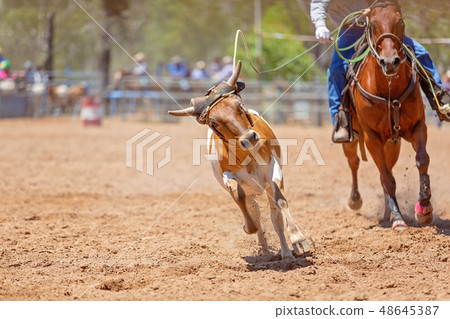 Lassoing A Calf - Team Calf Roping Competition At 48645387