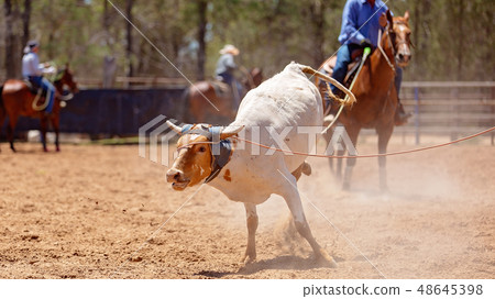 Lassoing A Calf - Team Calf Roping Competition At 48645398