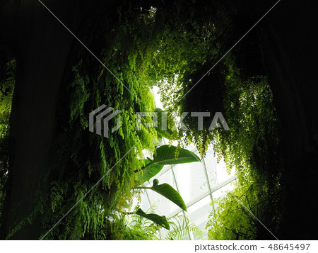 濱海灣花園森林 濱海灣花園森林 48645497