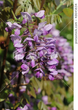 Fuji flower season 48645634