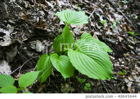 野菜泡菜 野菜泡菜 48645644