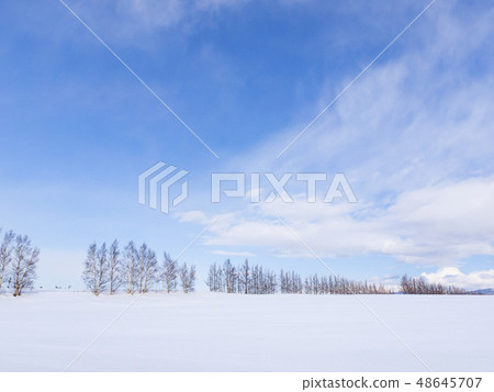 Windbreak forests lined up across the snowy field, horizontal composition 48645707