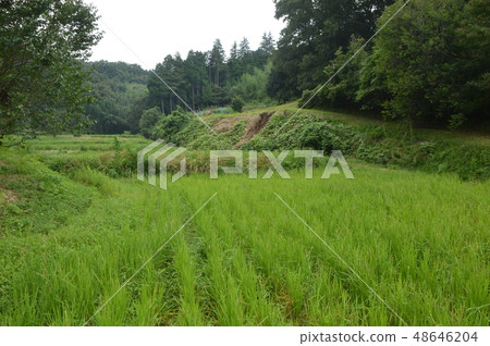 在八王子清水的稻田的夏天 48646204