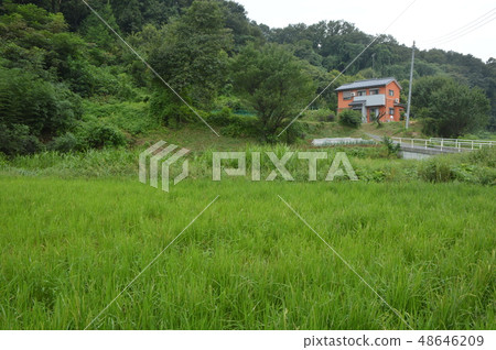 The summer of rice paddy in Hachioji Shimizu The summer of rice paddy in Hachioji Shimizu 48646209