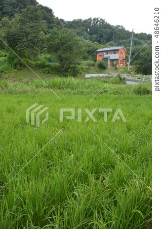 The summer of rice paddy in Hachioji Shimizu The summer of rice paddy in Hachioji Shimizu 48646210