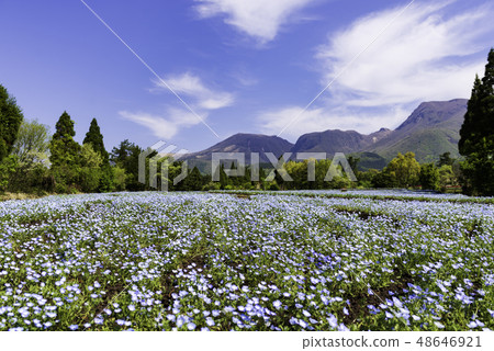 傳播的花園和藍天 傳播的花園和藍天 48646921