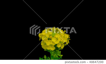 春天的花朵油菜花 春天的花朵油菜花 48647200