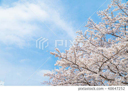 Blue sky and cherry blossoms Sakura Sakura Daisuke Yoshino Simei Yoshino crying Soudoyoshi's copy space Character space Blue sky and cherry blossoms Sakura Sakura Daisuke Yoshino Simei Yoshino crying Soudoyoshi's copy space Character space 48647252